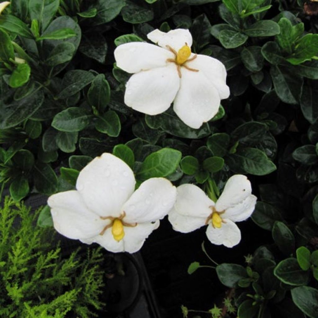 Gardenia jasminoides Kleim's Hardy - Kaapse jasmijn