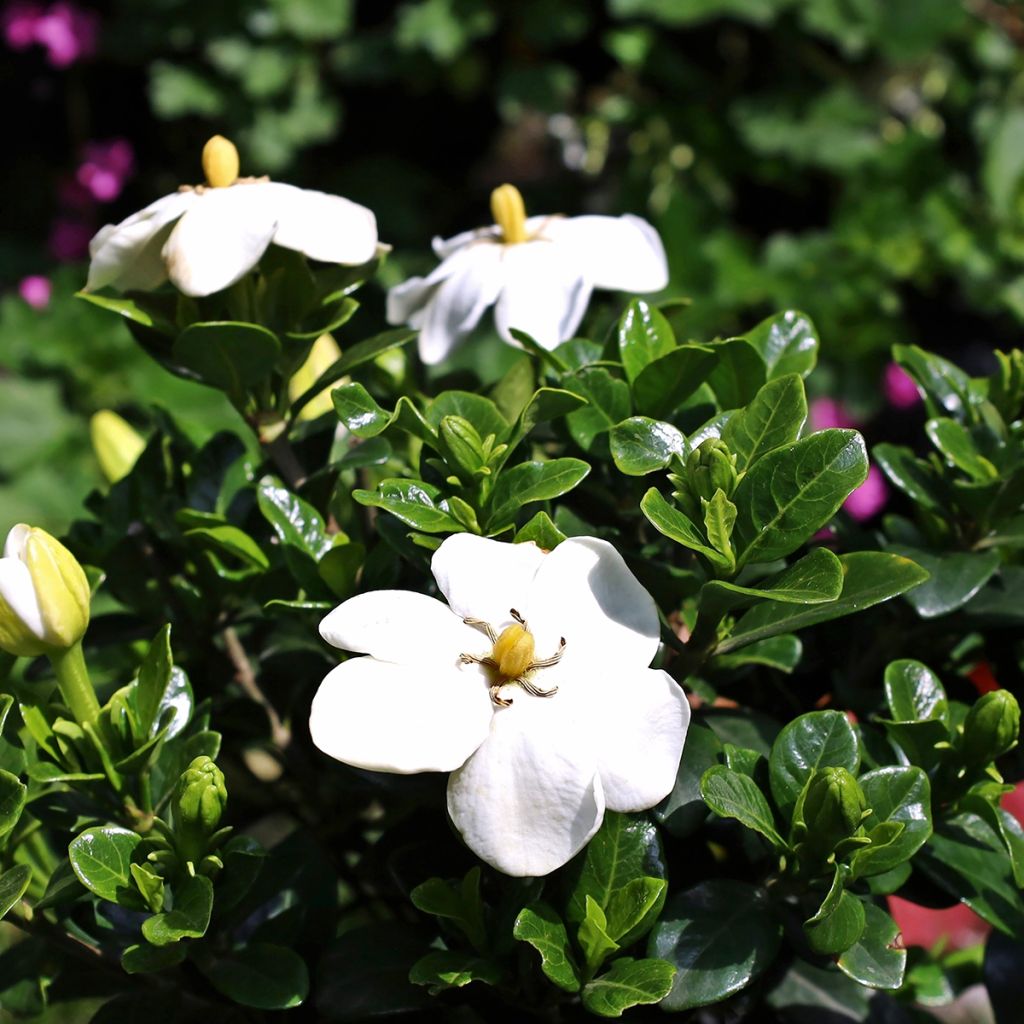Gardenia jasminoides Kleim's Hardy - Kaapse jasmijn