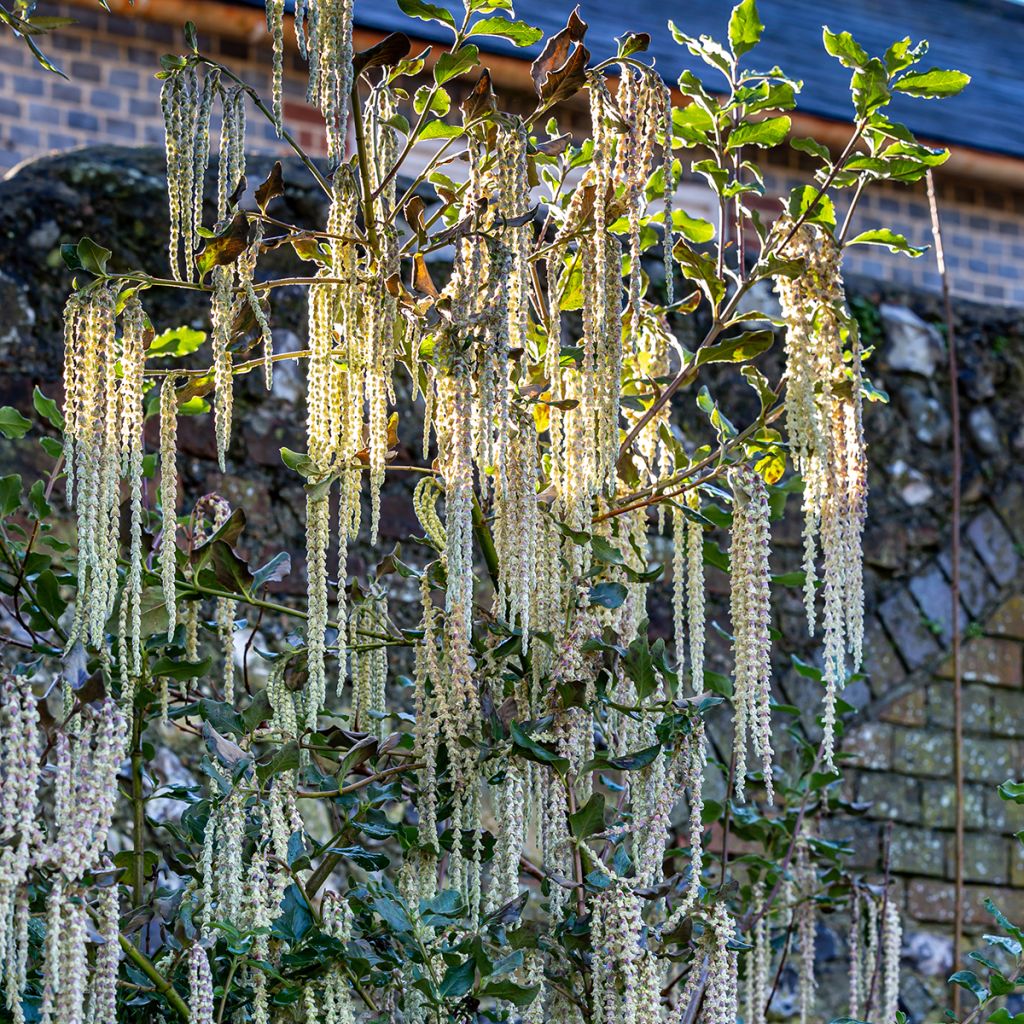 Garrya elliptica - Katjesstruik