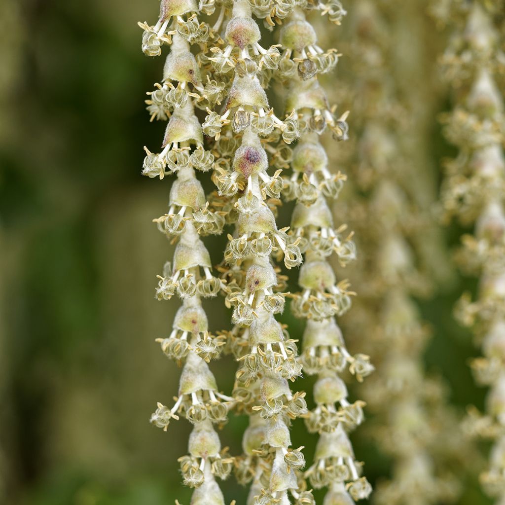 Garrya elliptica James Roof - Katjesstruik
