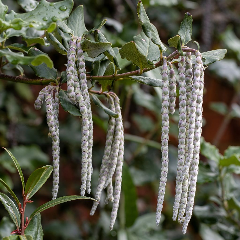 Garrya elliptica James Roof - Katjesstruik