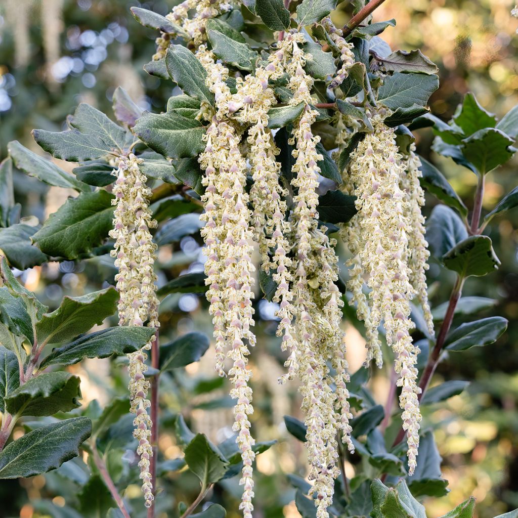 Garrya elliptica James Roof - Katjesstruik