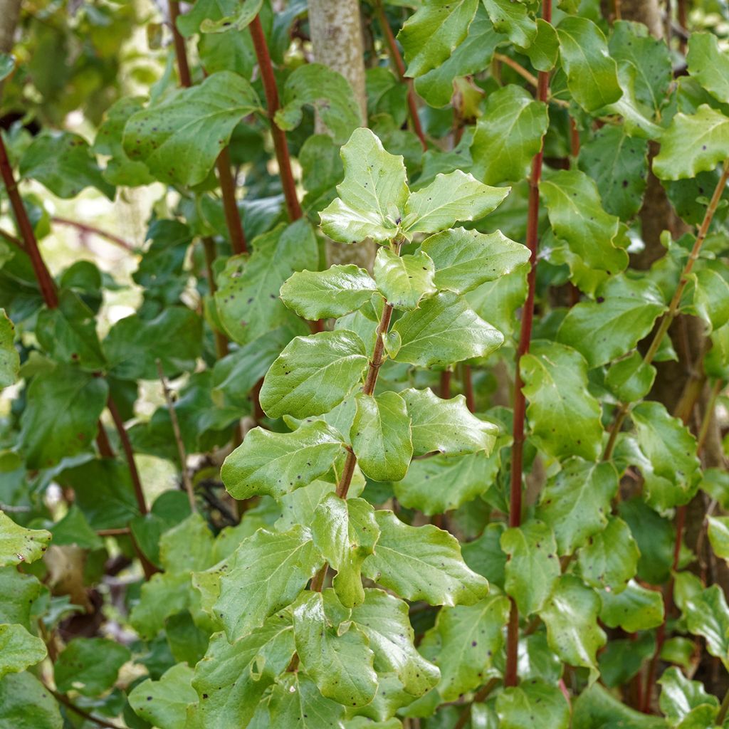 Garrya elliptica James Roof - Katjesstruik