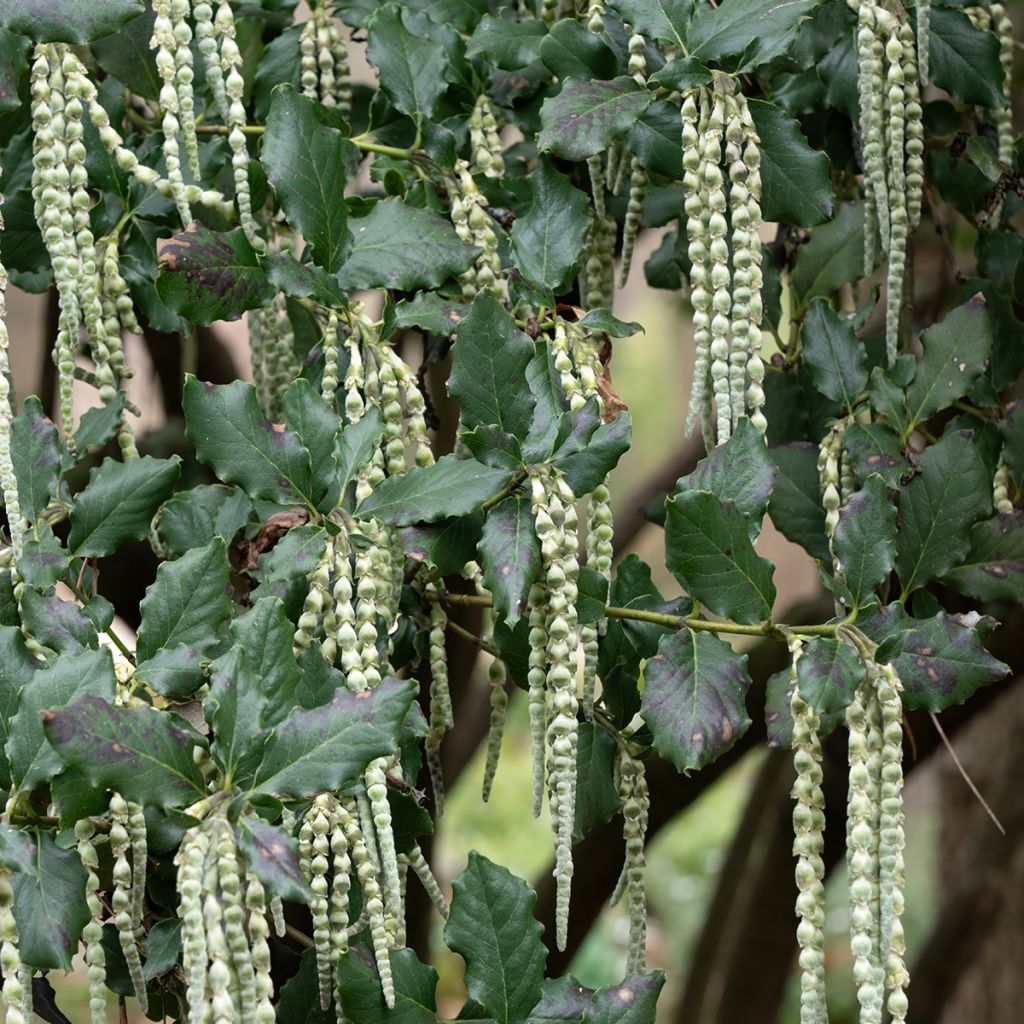 Garrya elliptica James Roof - Katjesstruik