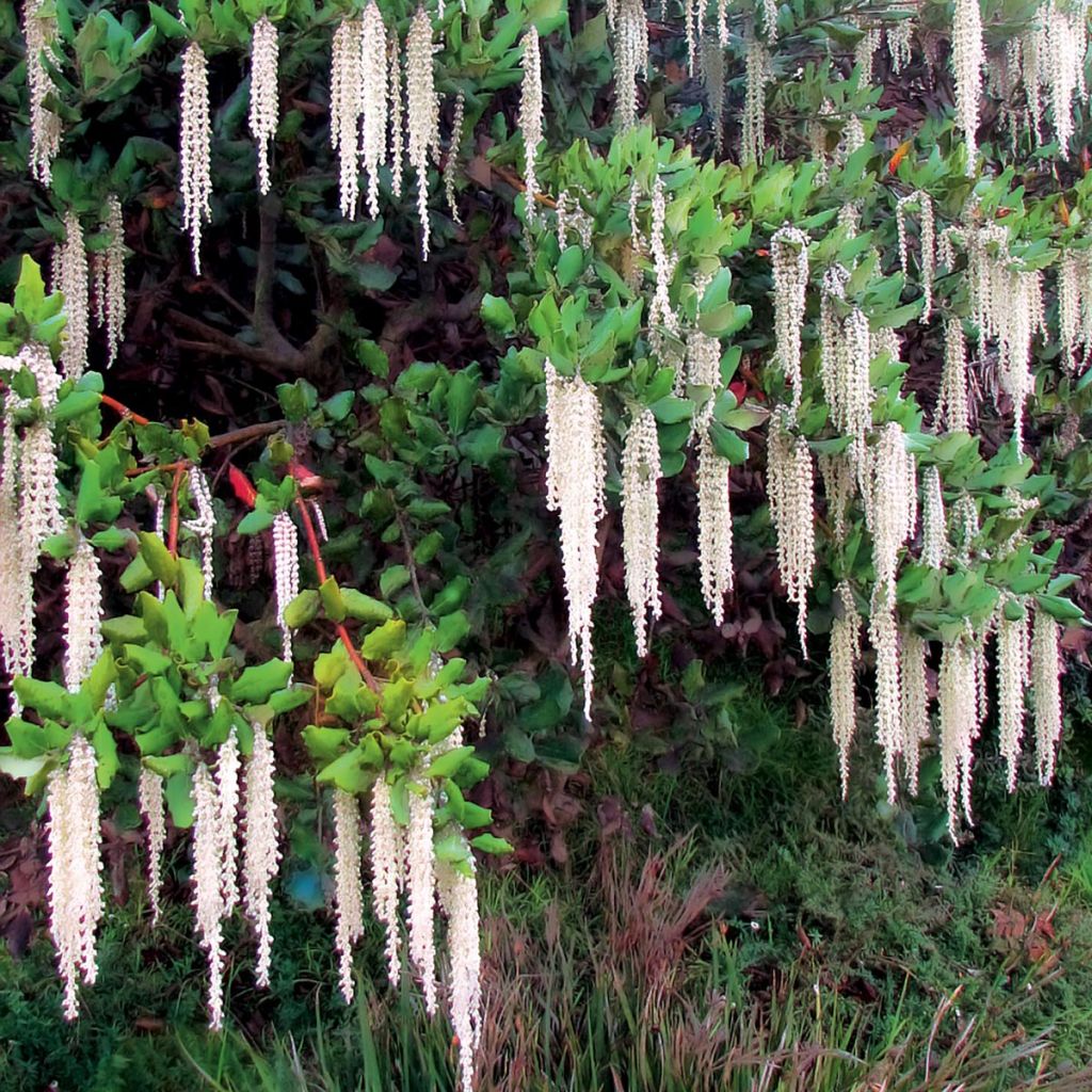 Garrya elliptica - Katjesstruik