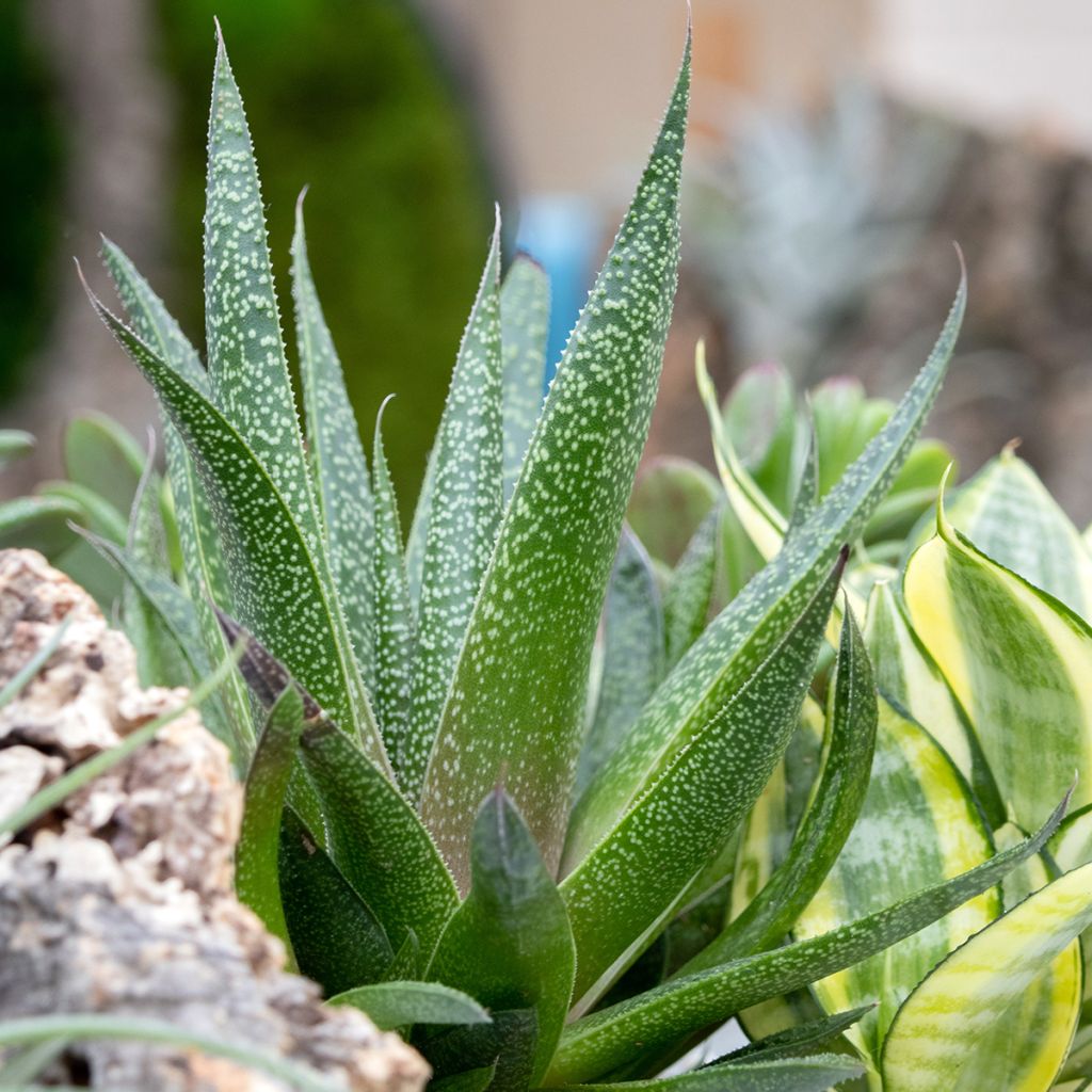 Gasteria D. Due