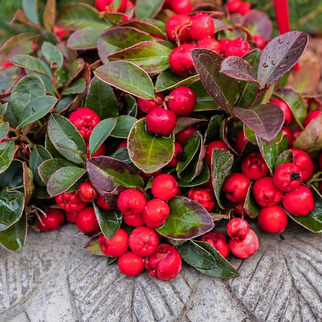 Gaultheria procumbens - Bergthee