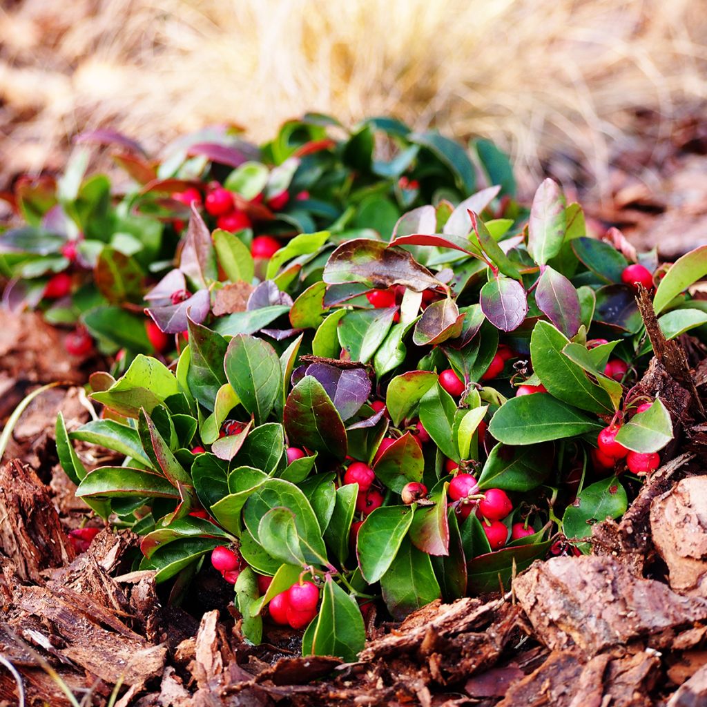 Gaultheria procumbens - Bergthee