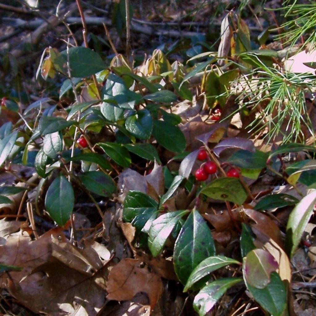 Gaultheria procumbens - Bergthee