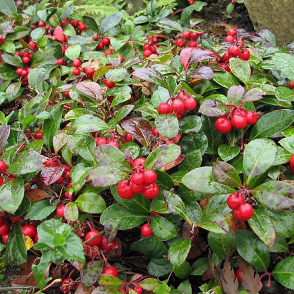 Gaultheria procumbens - Bergthee
