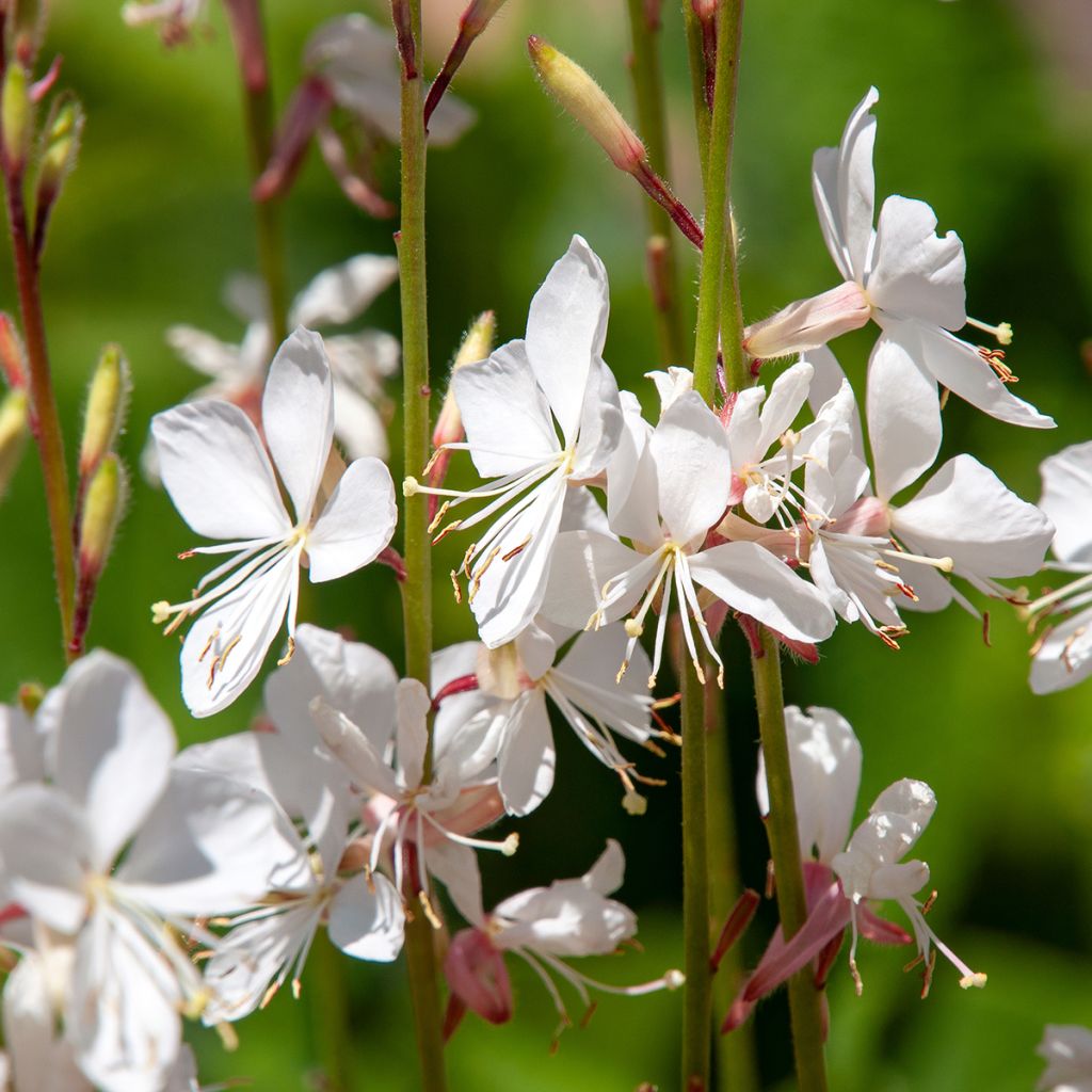 Gaura lindheimeri Wit - Prachtkaars
