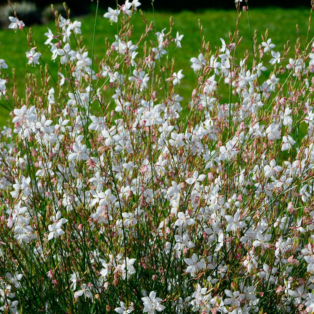 Gaura lindheimeri Wit - Prachtkaars