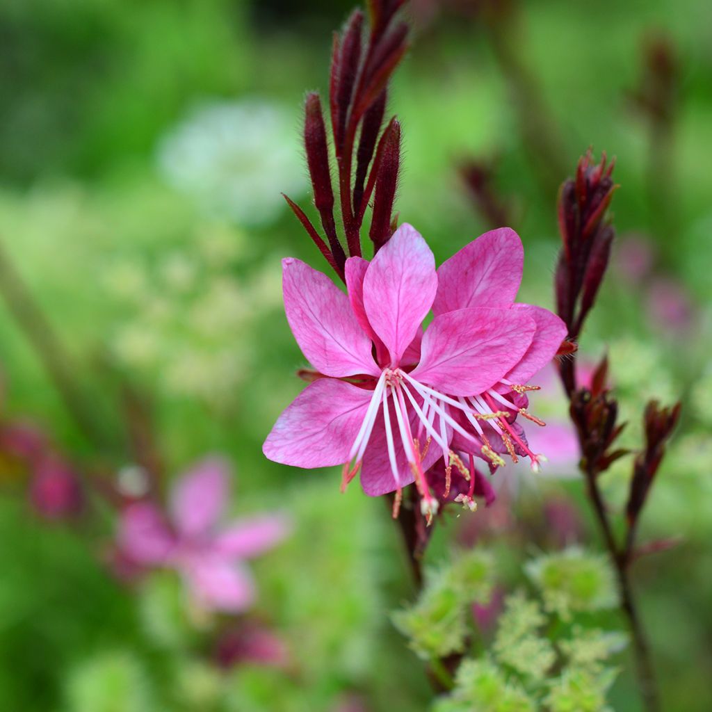 Gaura lindheimeri Blaze - Prachtkaars