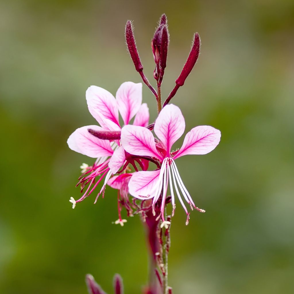 Gaura lindheimeri Cherry Brandy - Prachtkaars