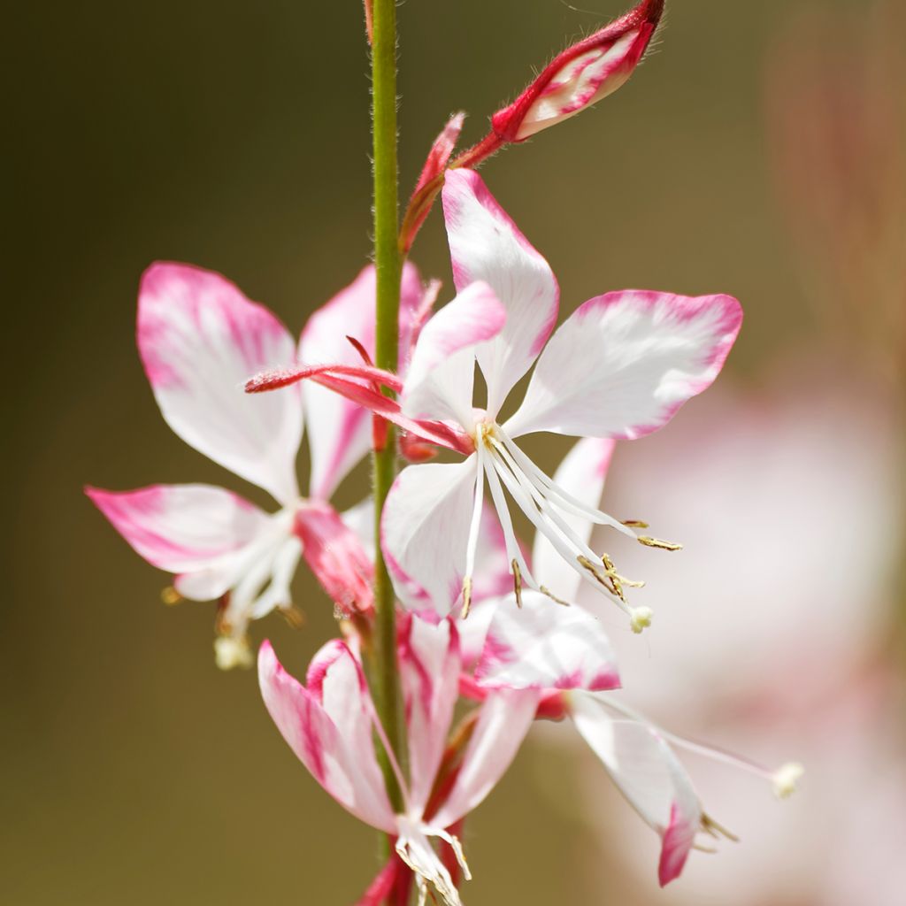 Gaura lindheimeri Freefolk Rosy - Prachtkaars