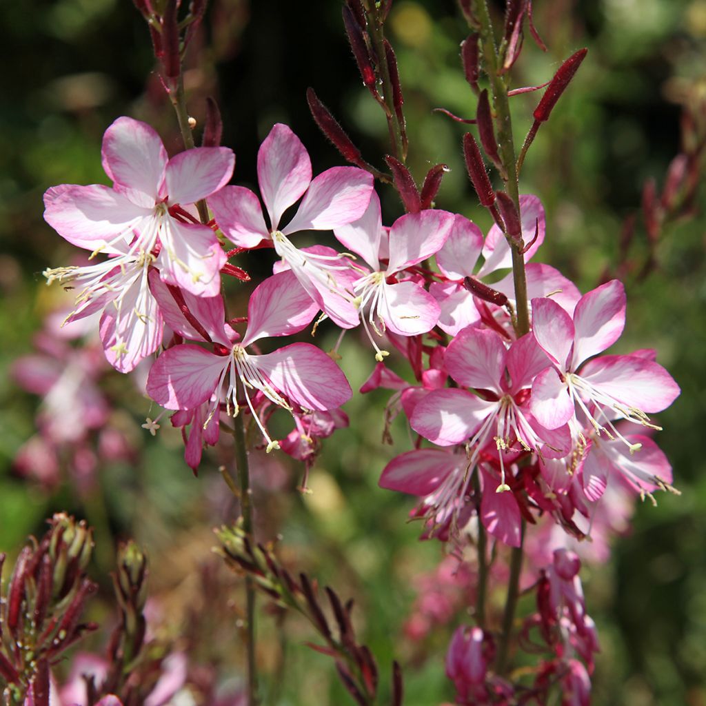 Gaura lindheimeri Rosy Jane - Prachtkaars