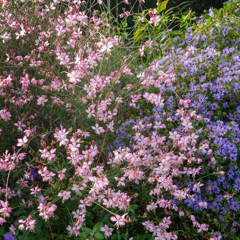 Gaura lindheimeri Rosy Jane - Prachtkaars