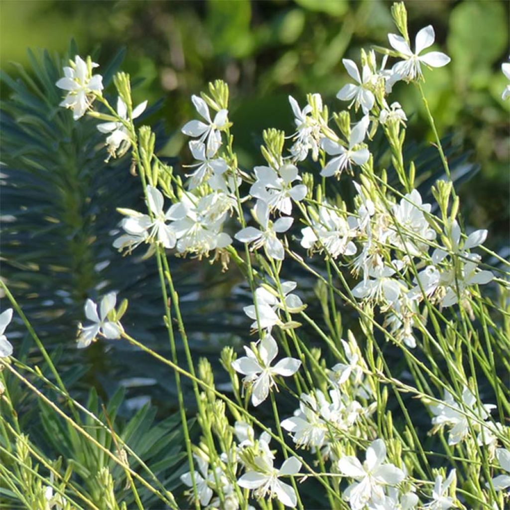 Gaura lindheimeri Snowbird - Prachtkaars