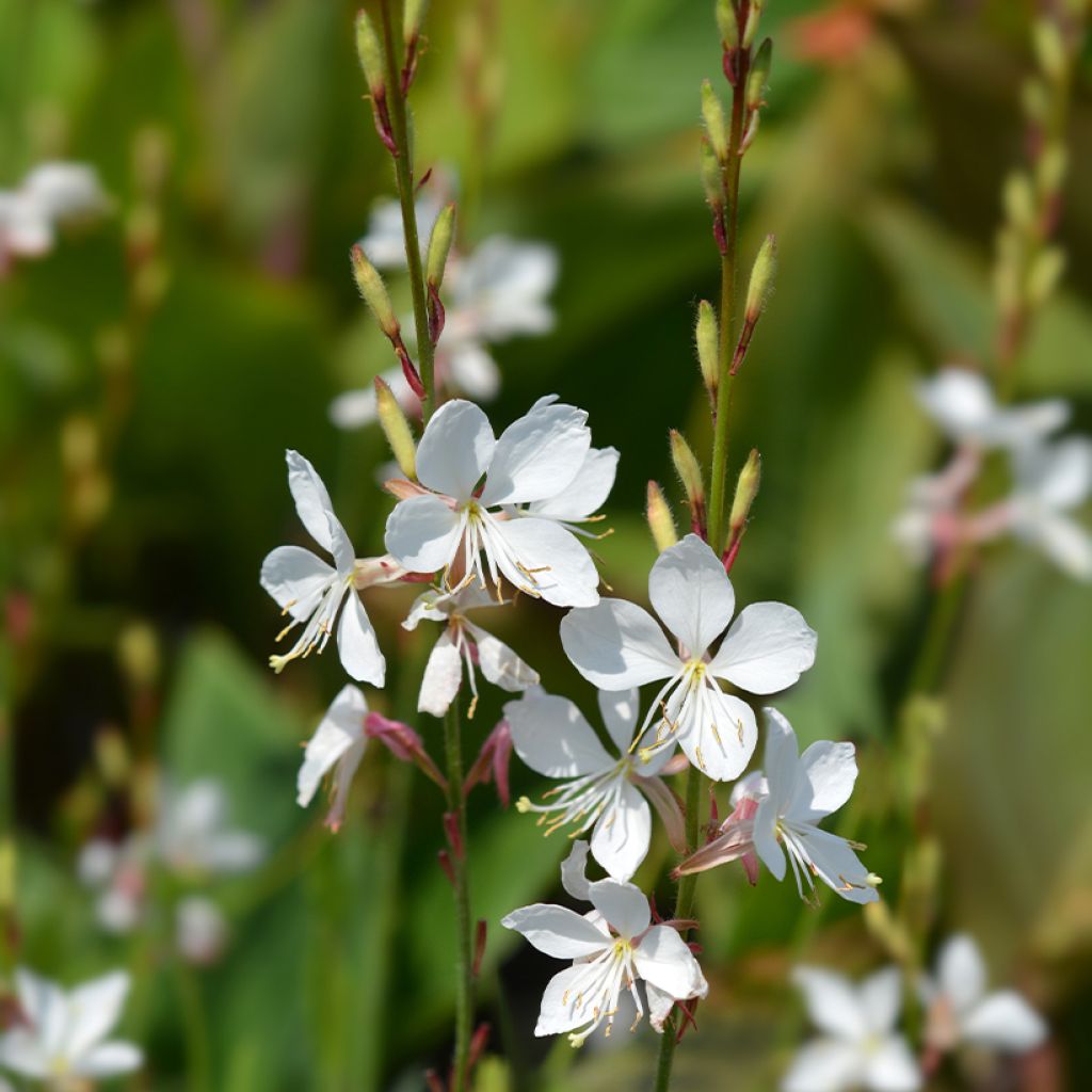 Gaura lindheimeri Snowstorm - Prachtkaars