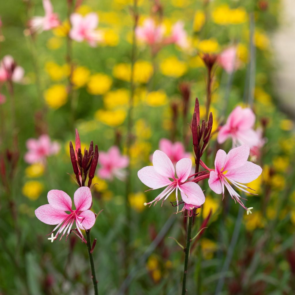 Gaura lindheimeri Siskiyou Pink - Prachtkaars