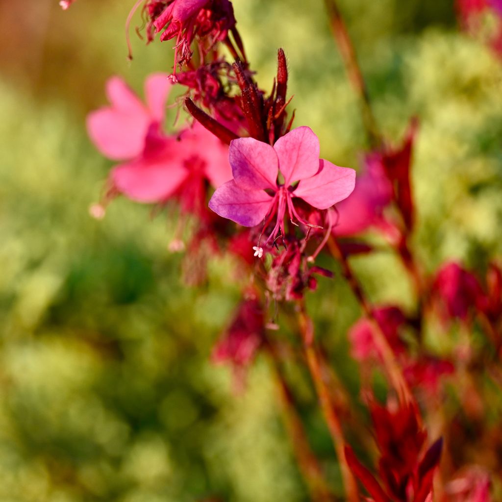Gaura lindheimeri Siskiyou Pink - Prachtkaars
