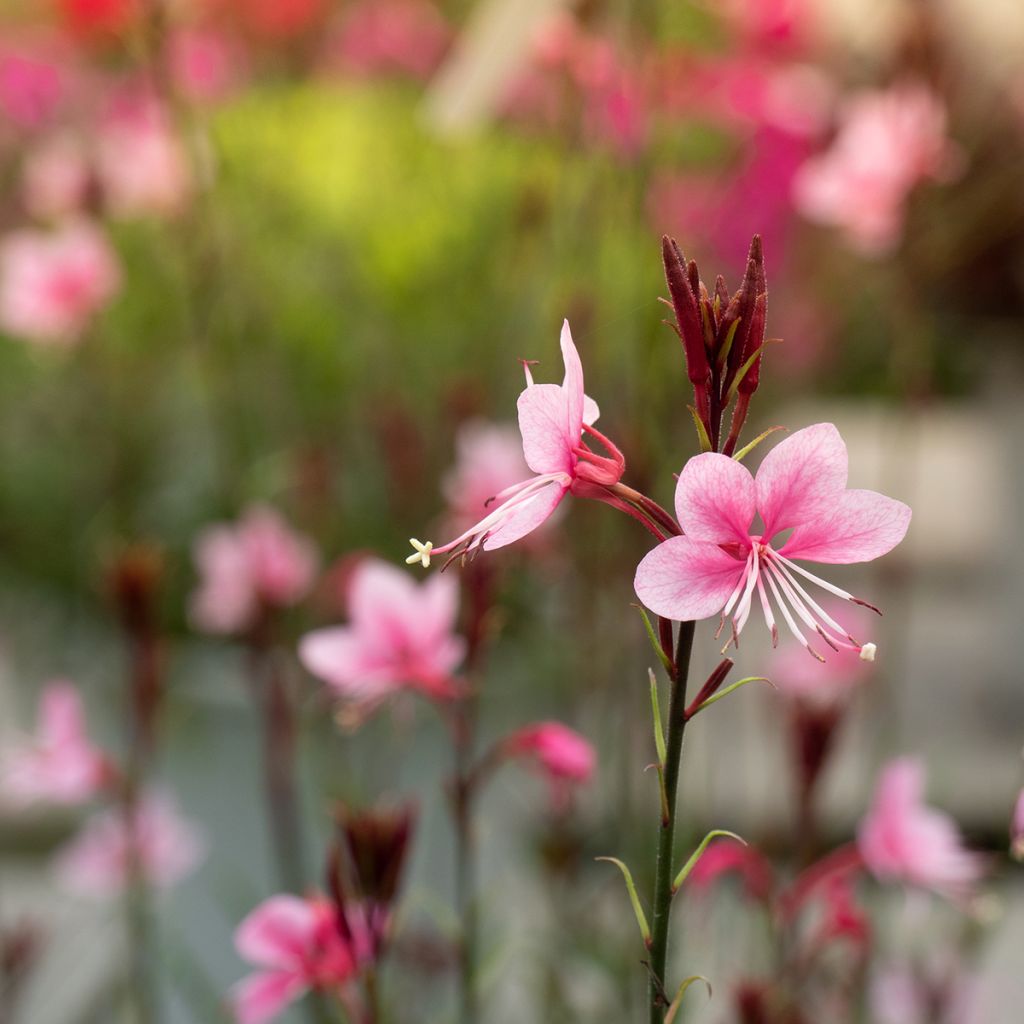 Gaura lindheimeri Siskiyou Pink - Prachtkaars