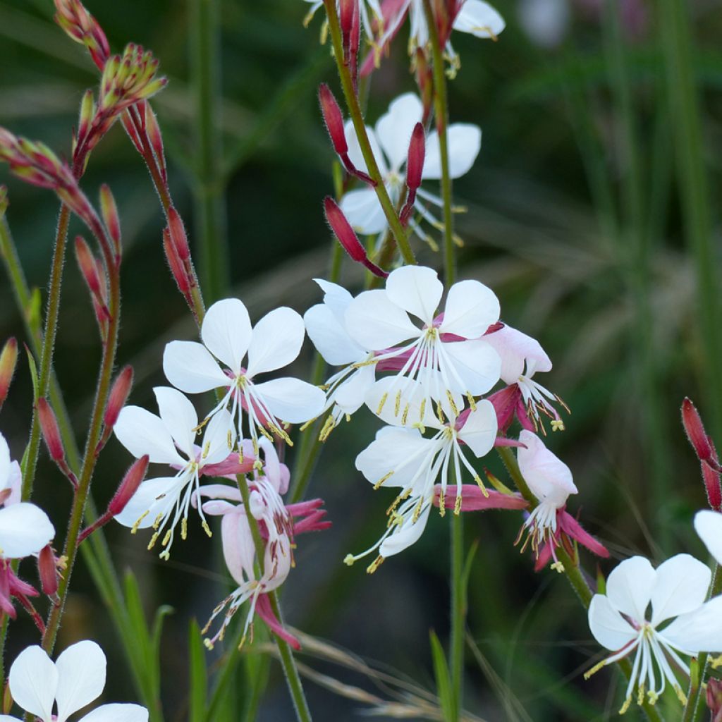 Gaura lindheimeri The Bride (zaad) - Prachtkaars