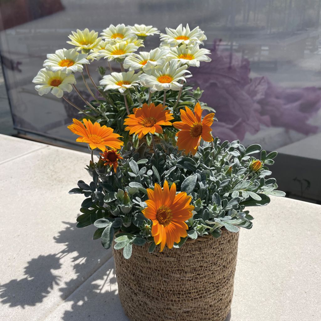 Gazania Sun Stopper Oranje - Middaggoud