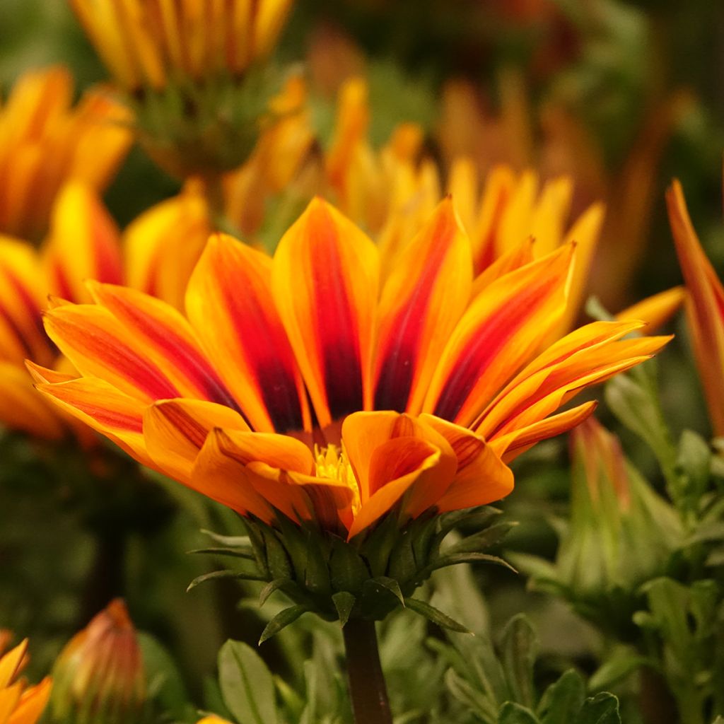 Gazania Zany F1 Orange Flame (zaad) - Middaggoud