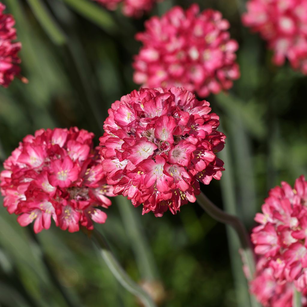 Armeria Ornament - Engels gras