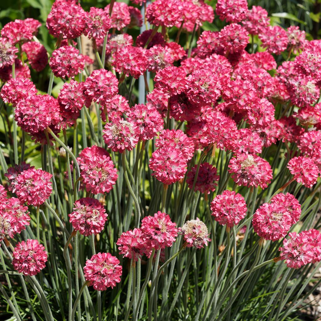 Armeria Ornament - Engels gras