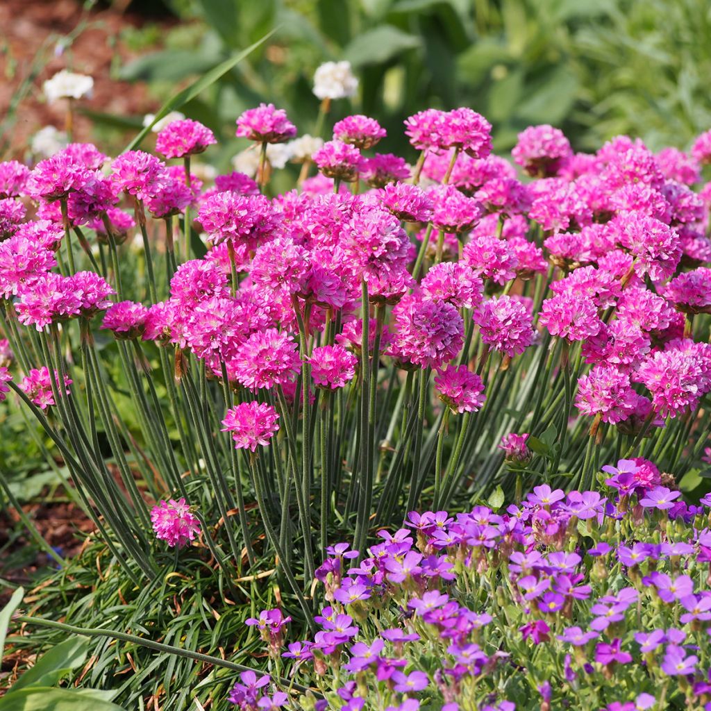 Armeria maritima Vesuvius - Engels gras