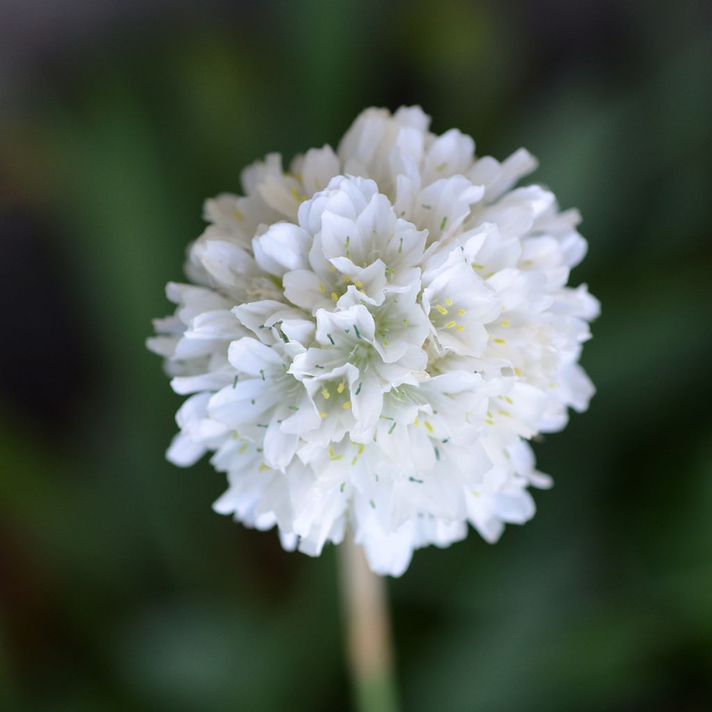 Armeria maritima Alba - Engels gras