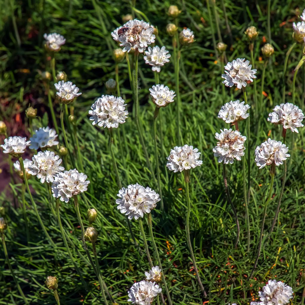 Armeria maritima Alba - Engels gras