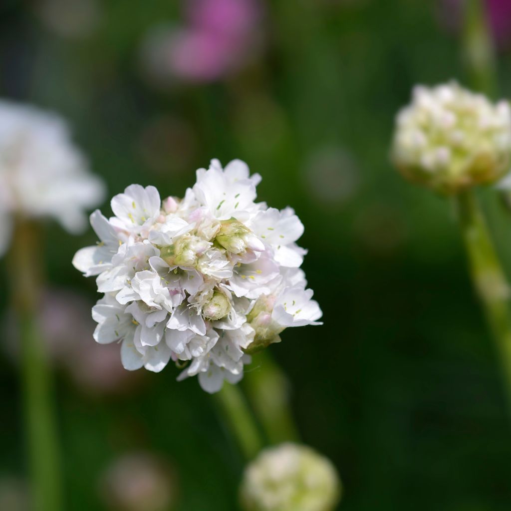 Armeria maritima Alba - Engels gras