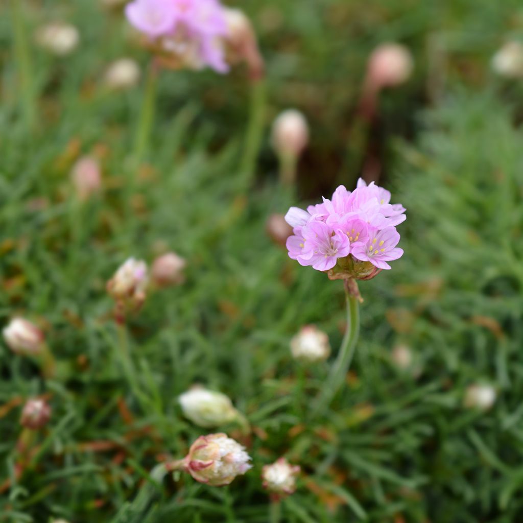 Armeria maritima Rosea - Engels gras