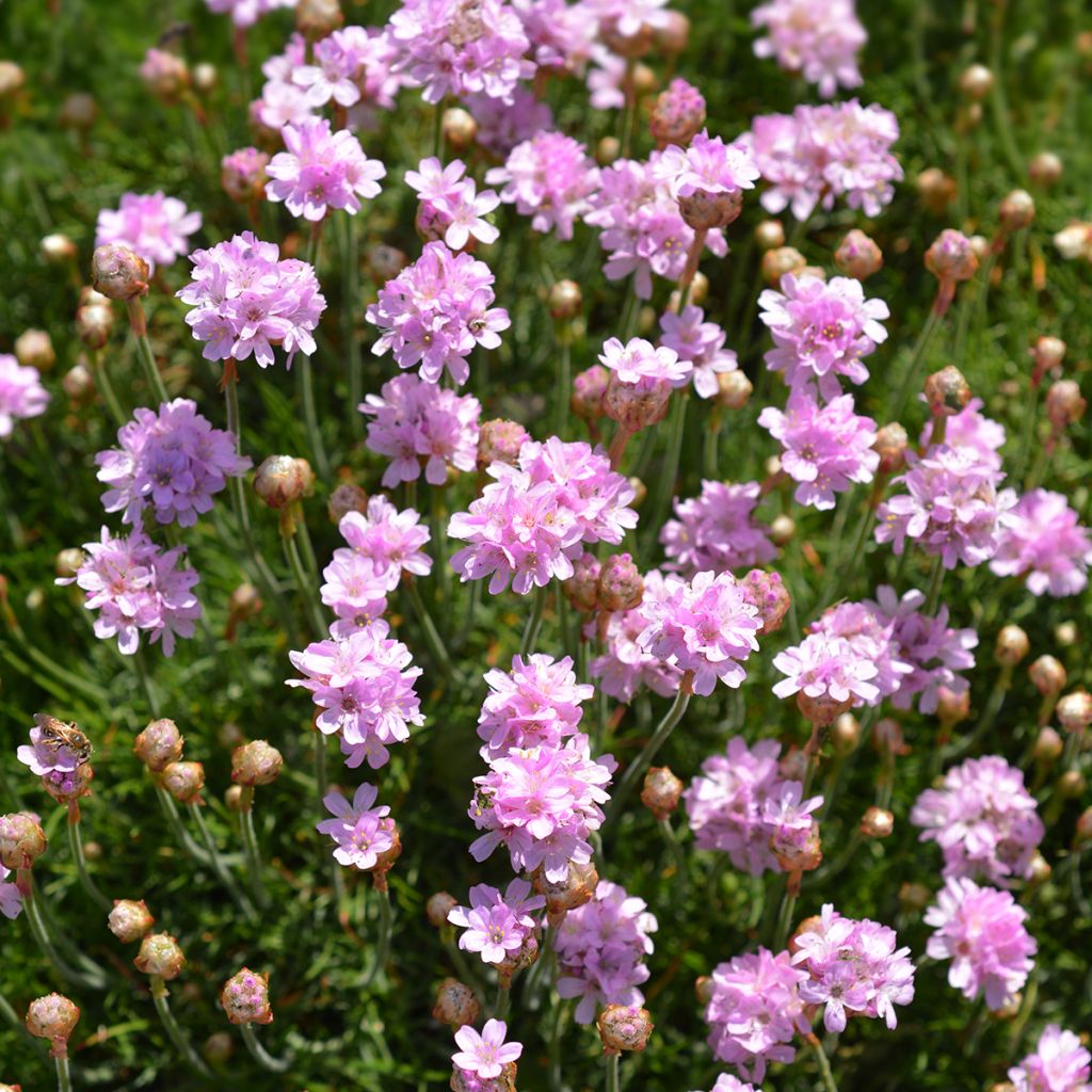 Armeria maritima Rosea - Engels gras