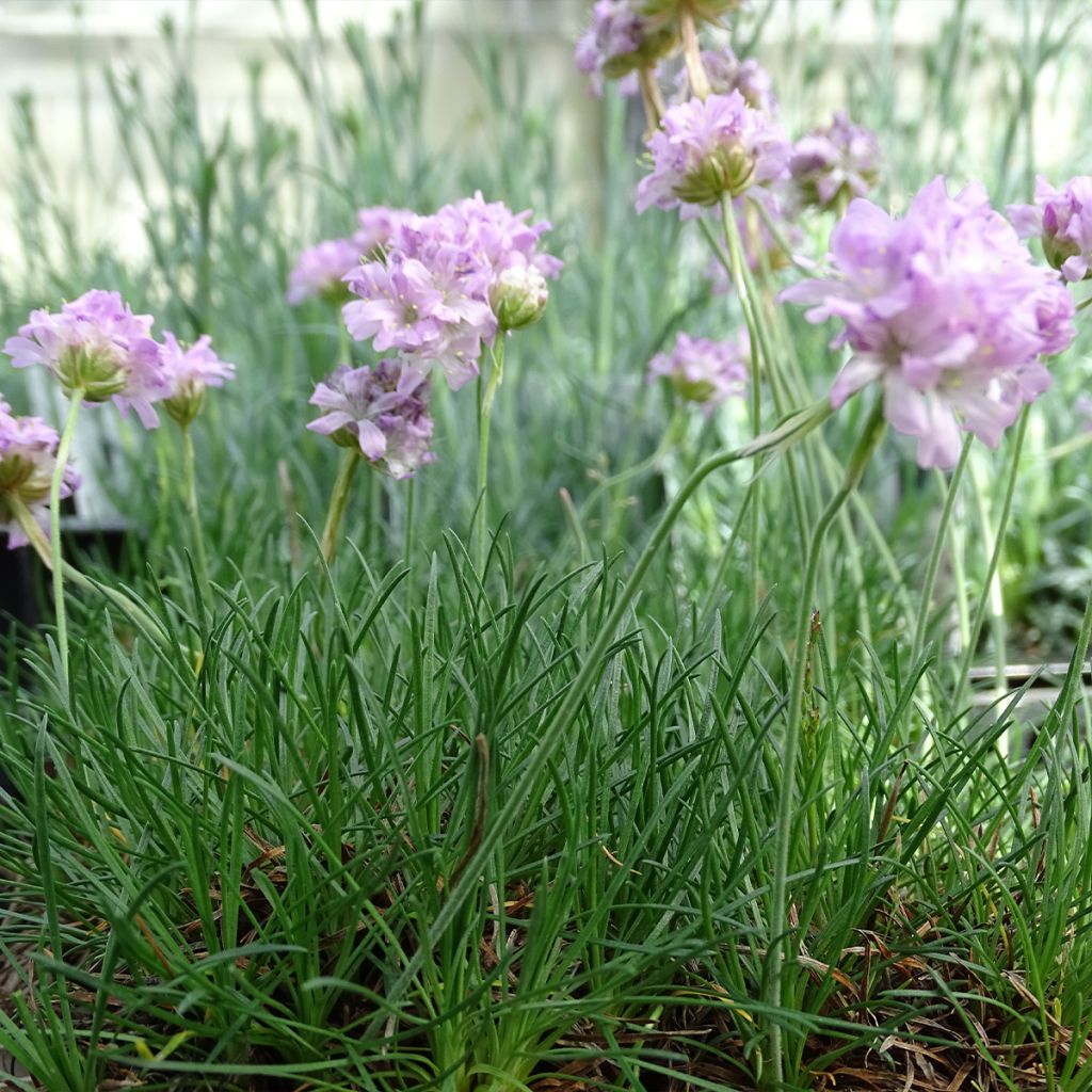 Gazon d'Espagne rose, Armeria Maritima Rosea