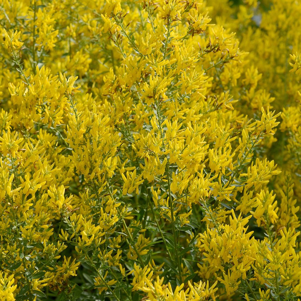 Genista tinctoria - Verfbrem