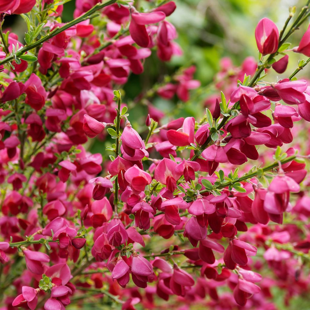 Cytisus scoparius Boskoop Ruby - Brem