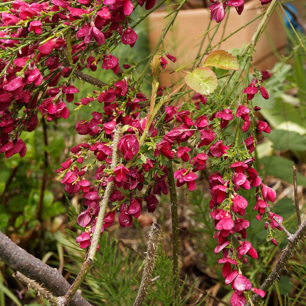 Cytisus scoparius Boskoop Ruby - Brem