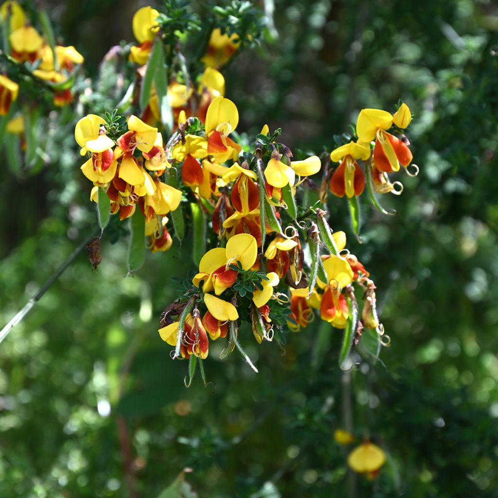 Cytisus scoparius Andreanus - Brem