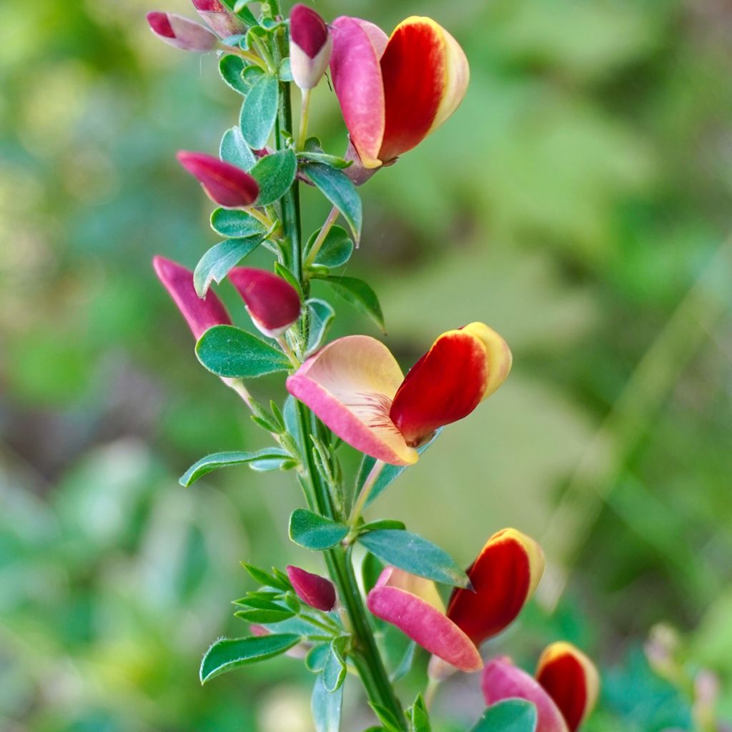 Cytisus scoparius Andreanus - Brem