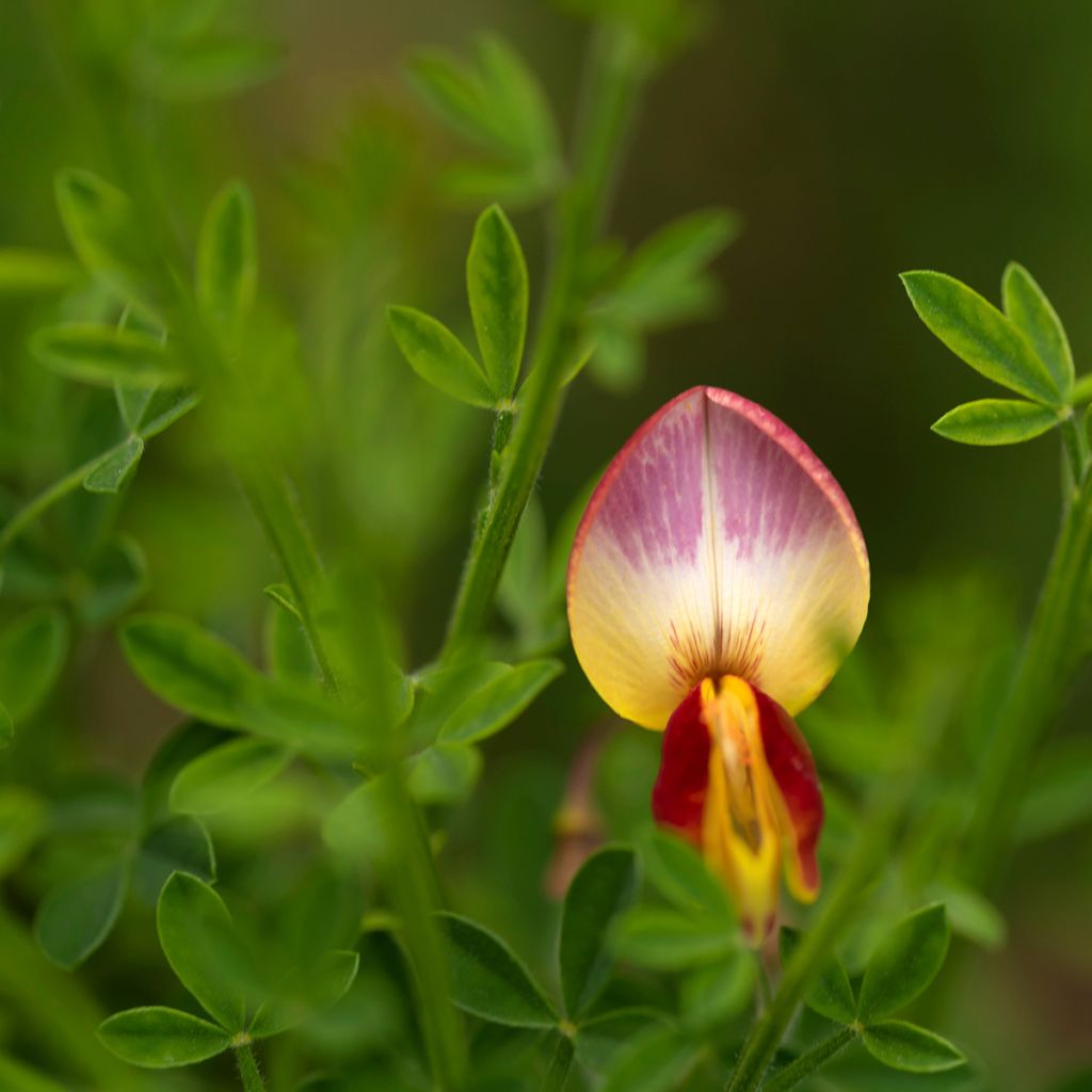 Cytisus scoparius Andreanus - Brem