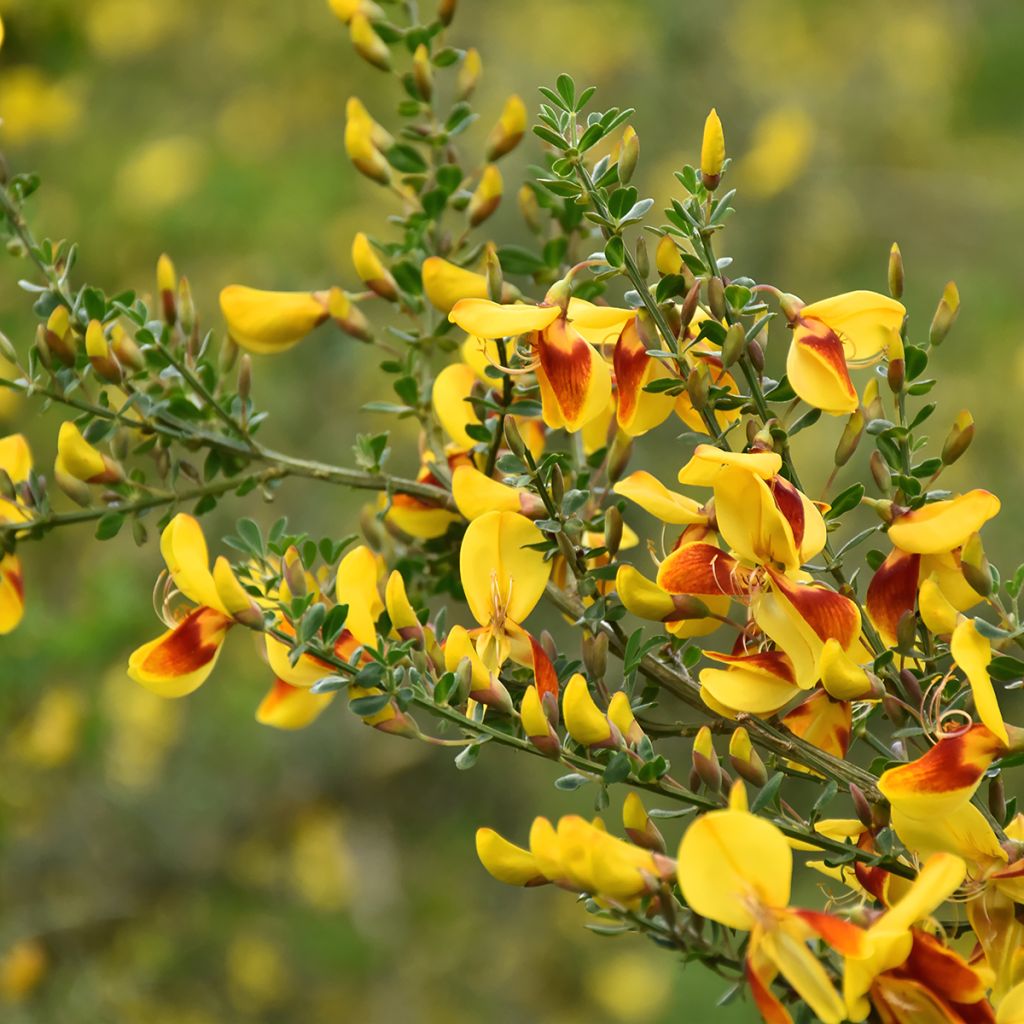 Cytisus scoparius Andreanus - Brem