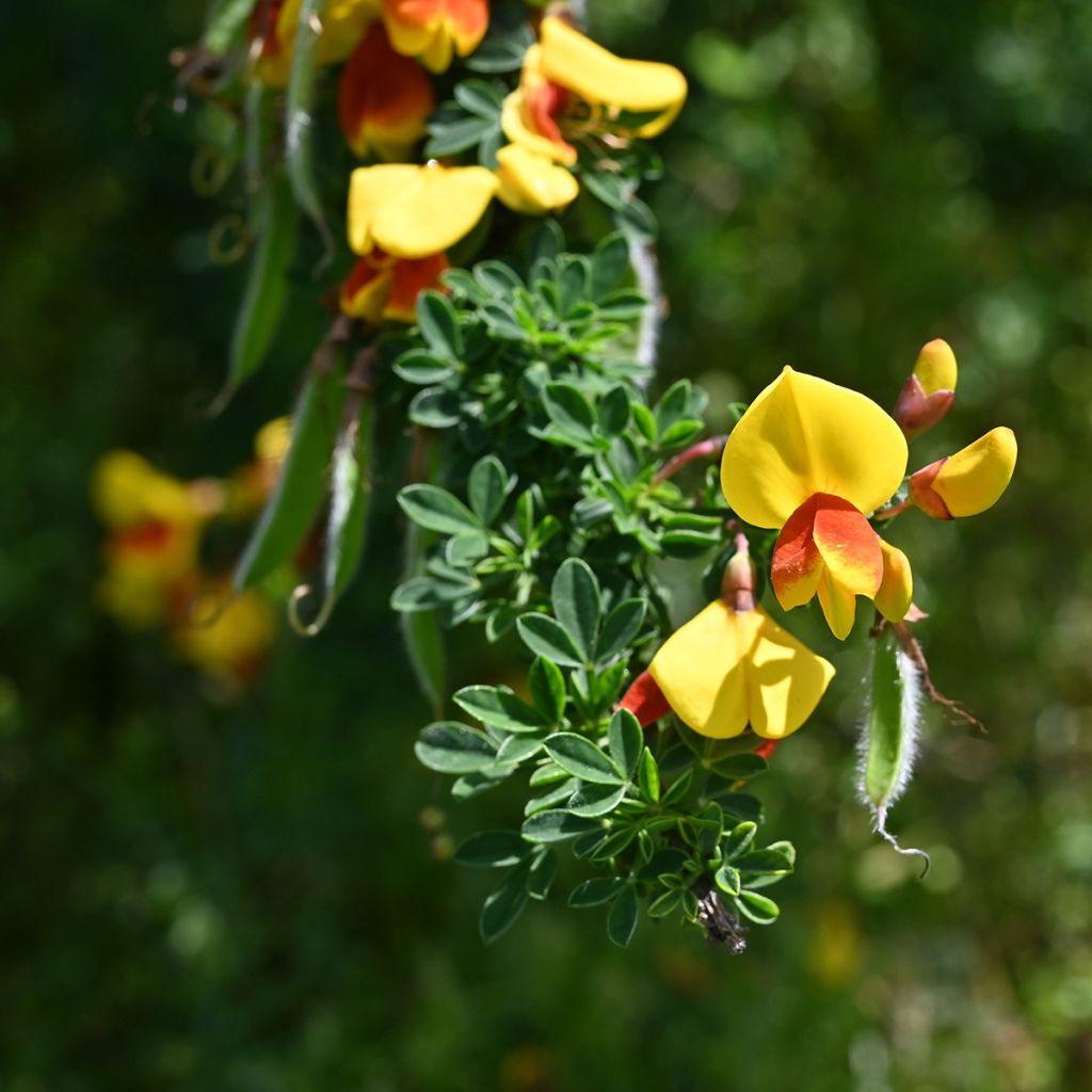 Cytisus scoparius Andreanus - Brem