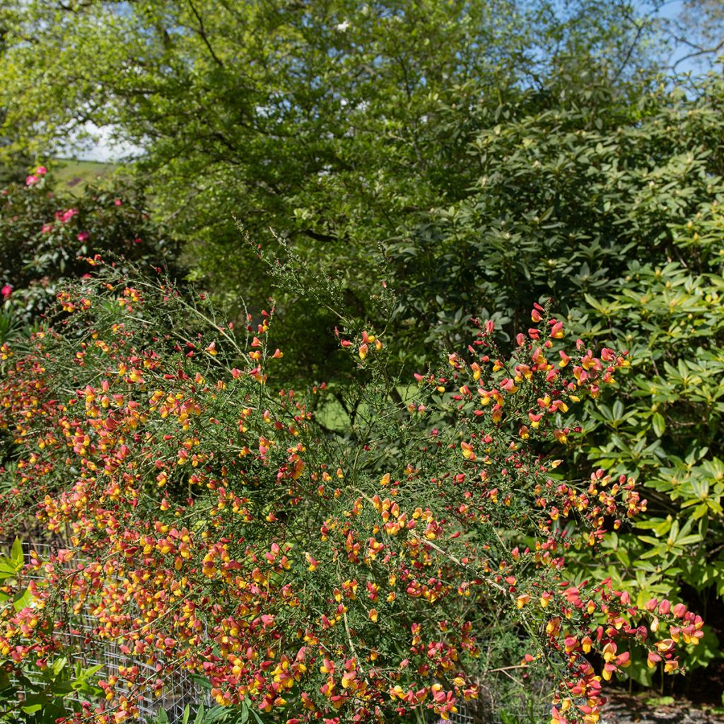 Cytisus scoparius La Coquette - Brem
