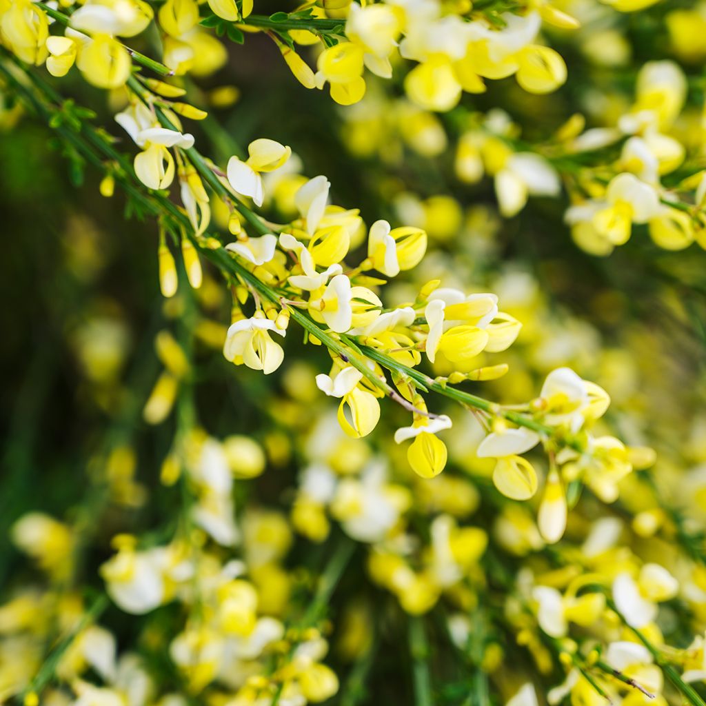 Cytisus scoparius Luna - Brem