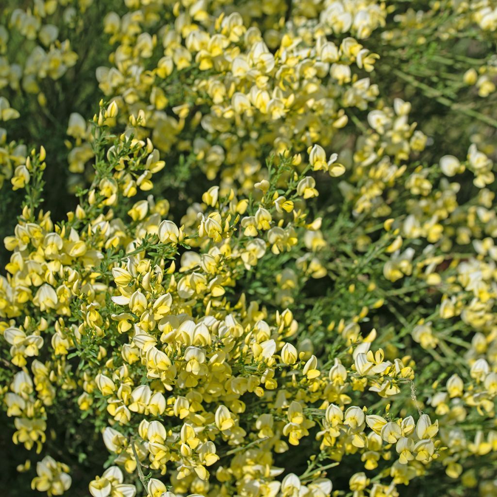 Cytisus scoparius Luna - Brem