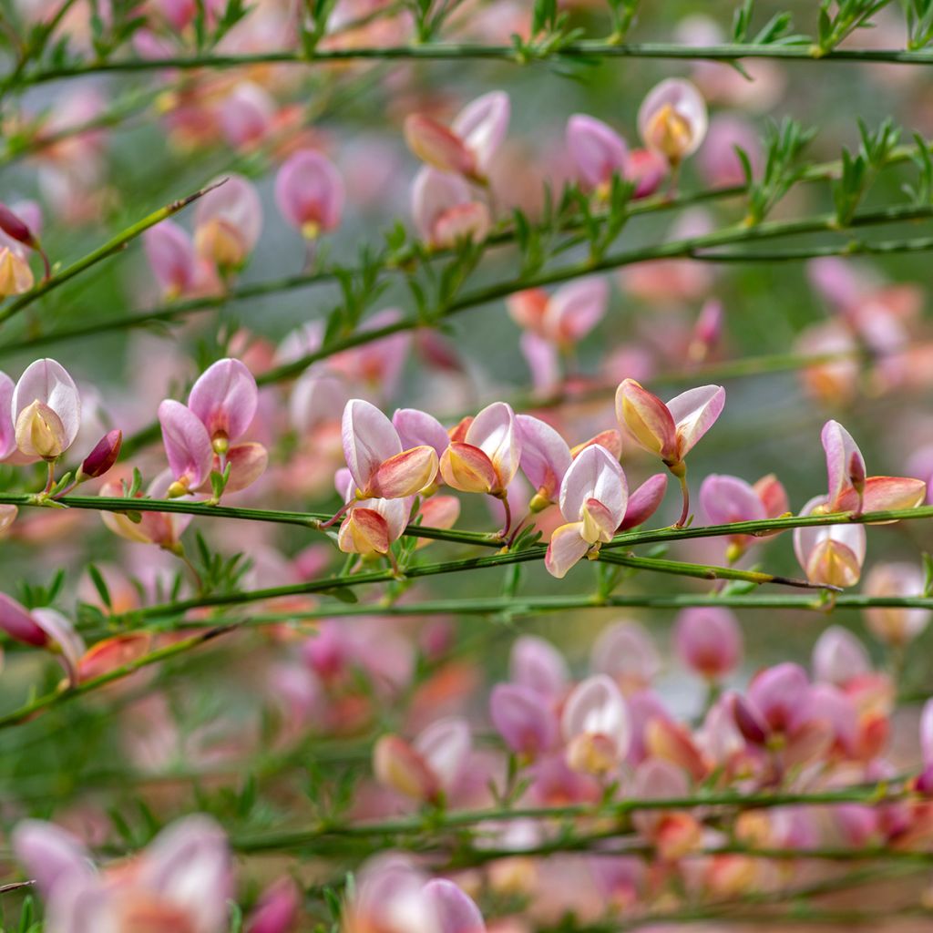 Cytisus scoparius Moyclare Pink - Brem